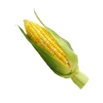 Elotes