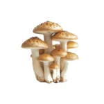 Hongos